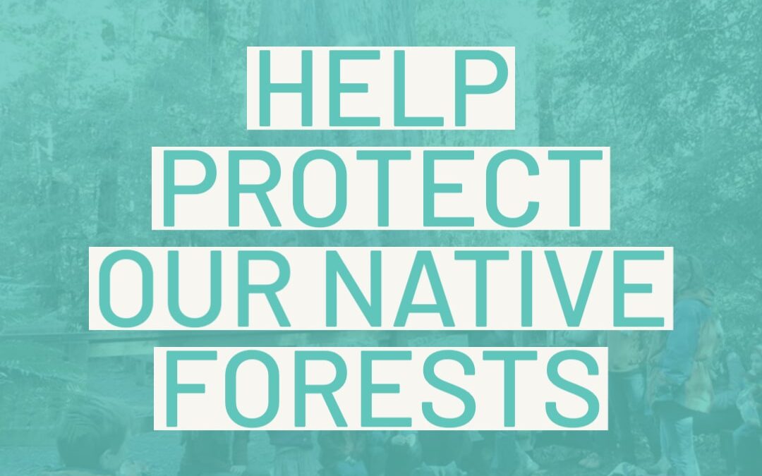 Make a secure donation and help us defend and protect our native forests.